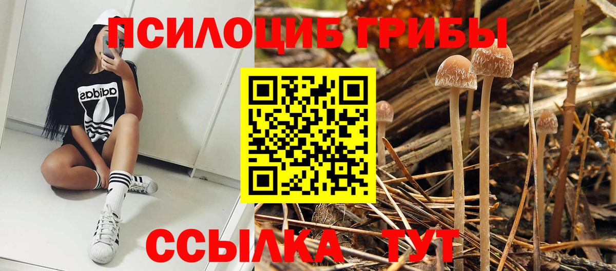 Псилоцибиновые грибы GOLDEN TEACHER  сколько стоит  Сосновоборск  Вход с VPN 